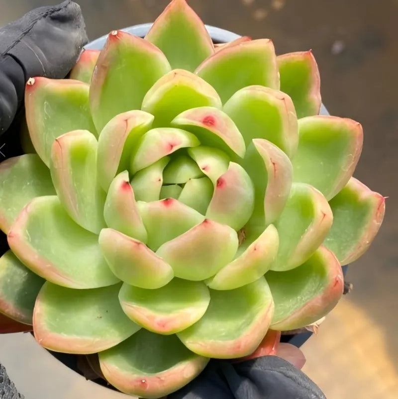Variegated succulent rosette with pink-edged green leaves, held in pot