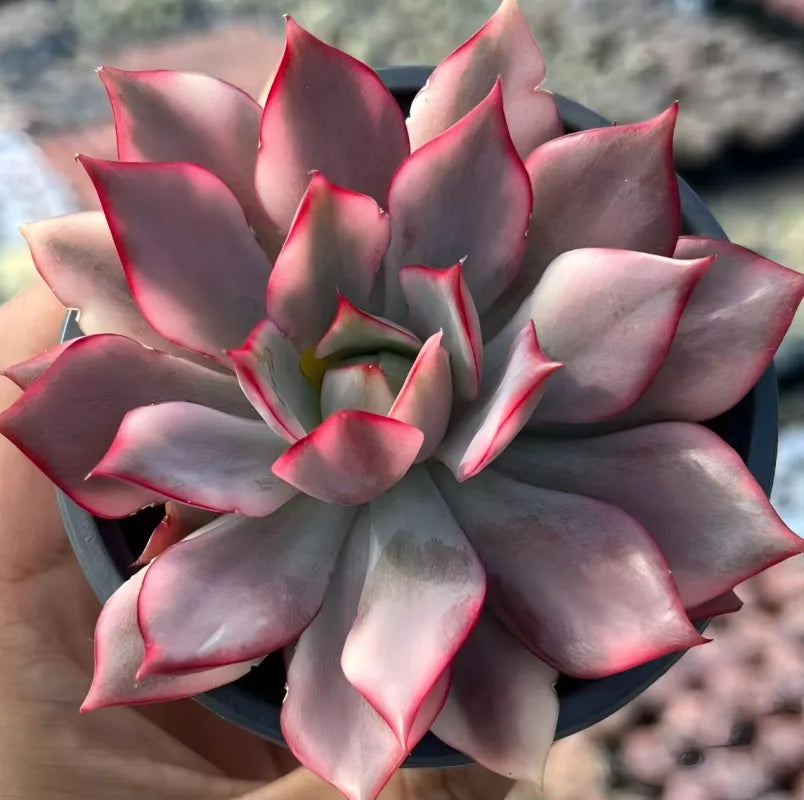 Echeveria Lotus Lamp rosette of dark gray-purple leaves with red-lined edges