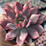 Echeveria Lotus Lamp Soil Song