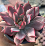 Echeveria Lotus Lamp, layered dark purple rosette with pink-red petal tips