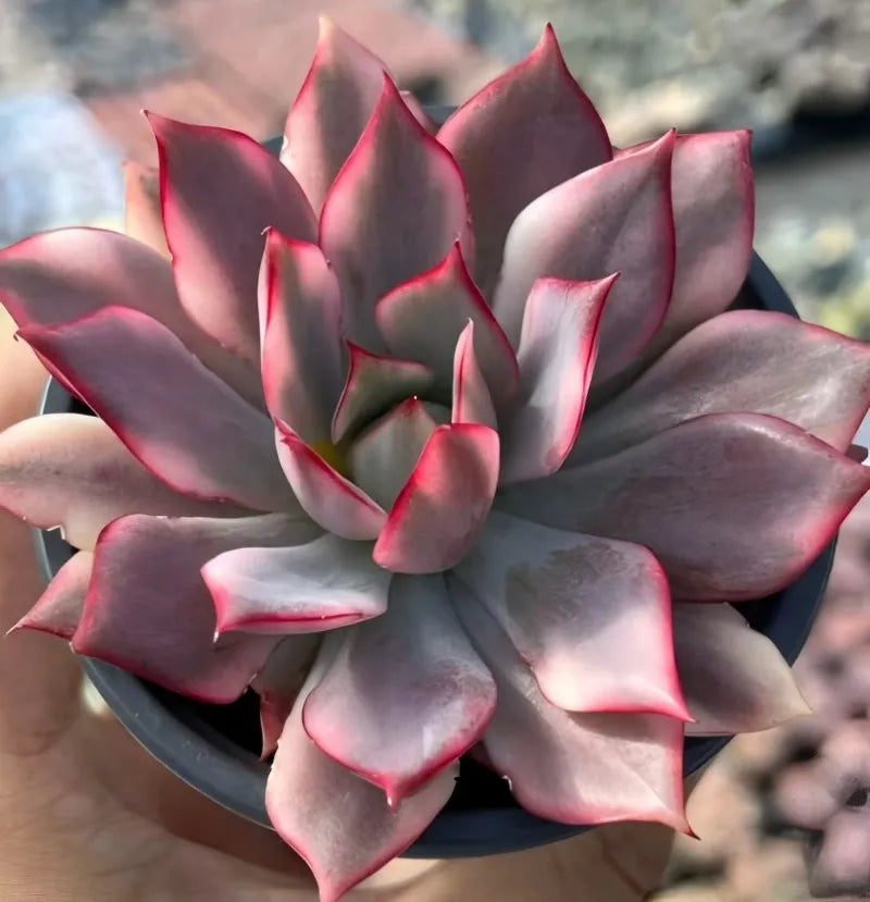 Echeveria Lotus Lamp Soil Song