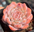 Orange-pink echeveria rosette succulent with layered petals