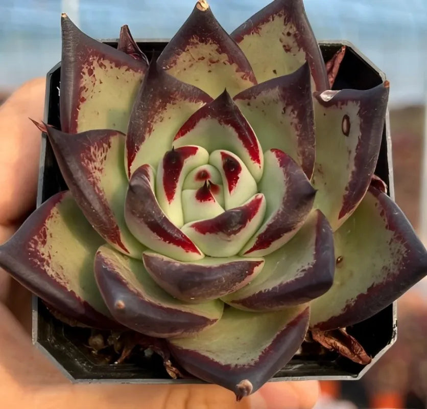Echeveria Agavoides Ebony Soil Song
