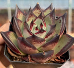 Echeveria Agavoides Ebony Soil Song