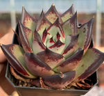 Echeveria Agavoides Ebony Soil Song