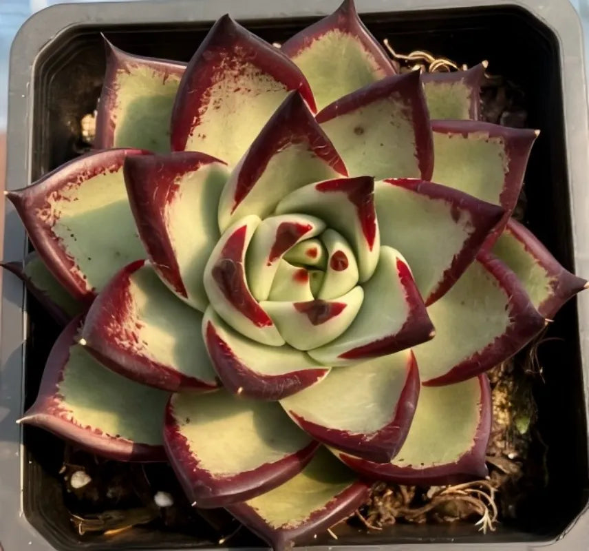 Echeveria Agavoides Ebony Soil Song