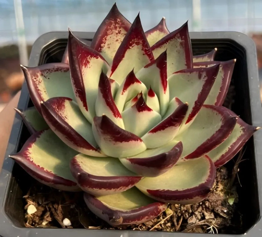 Echeveria Agavoides Ebony Soil Song