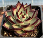 Echeveria Agavoides Ebony Soil Song