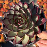 Echeveria Agavoides Ebony Soil Song