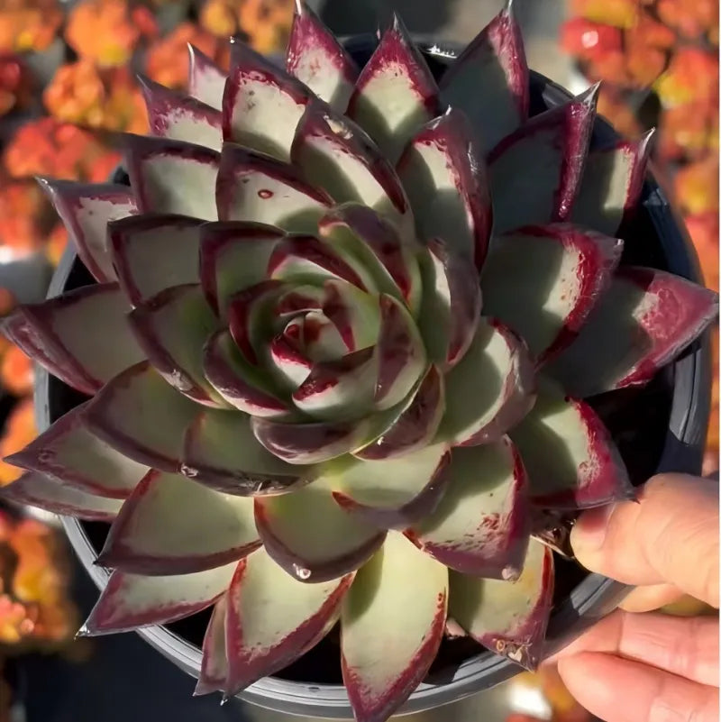Echeveria Agavoides Ebony Soil Song