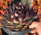 Echeveria Agavoides Ebony Soil Song