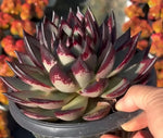 Echeveria Agavoides Ebony Soil Song