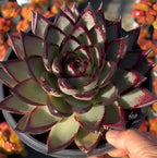 Echeveria Agavoides Ebony Soil Song