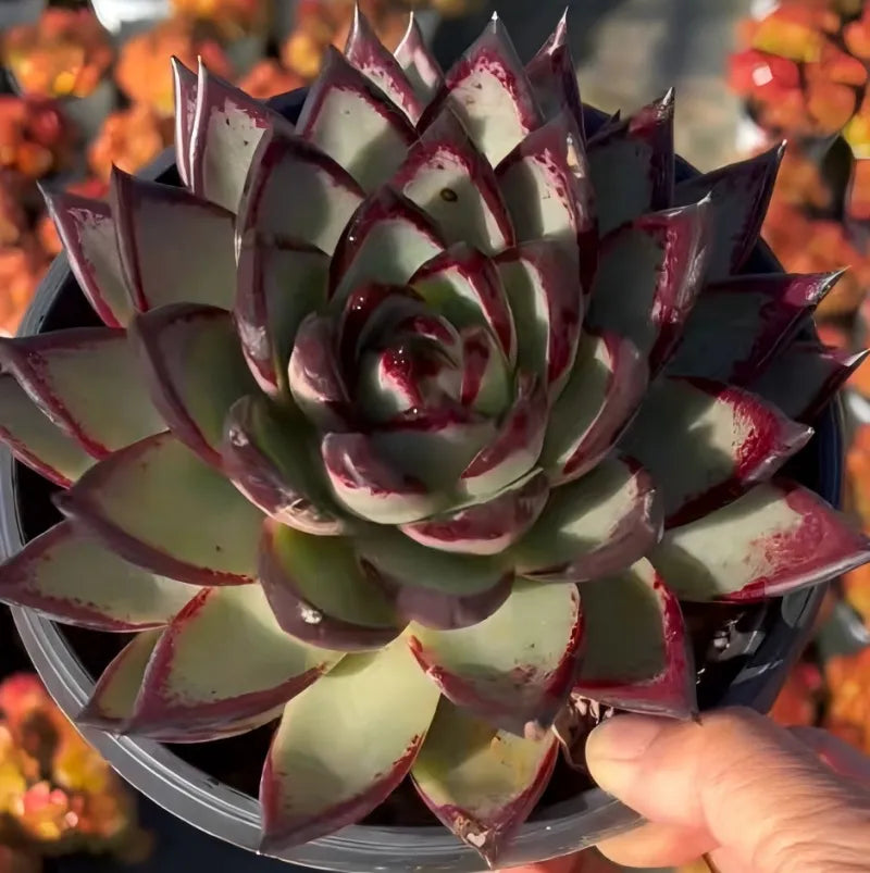 Echeveria Agavoides Ebony Soil Song