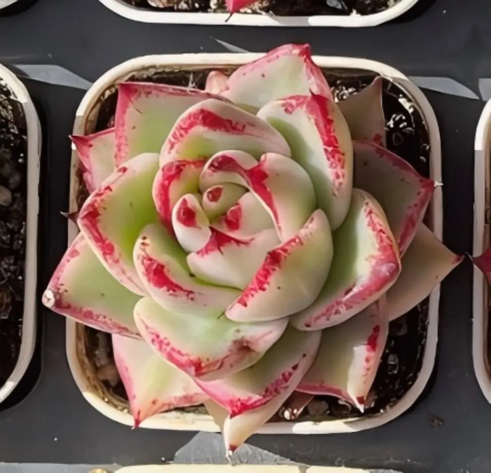 Echeveria Aike Soul Variegata Soil Song