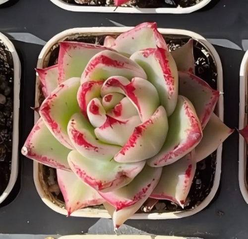 Variegated echeveria rosette with green leaves and pink red-edged petals, in pot