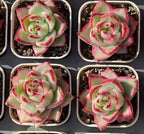 Echeveria Aike Soul Variegata Soil Song