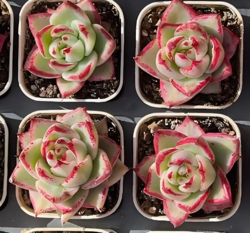 Echeveria Aike Soul Variegata Soil Song