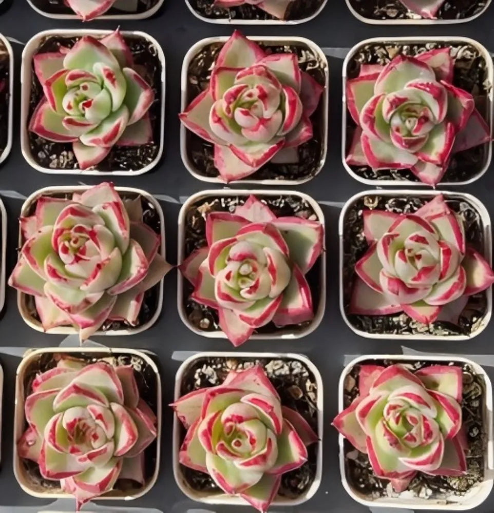 Echeveria Aike Soul Variegata Soil Song