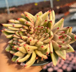 Echeveria Aike Soul Varigated Crested Soil Song