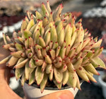 Echeveria Aike Soul Varigated Crested Soil Song