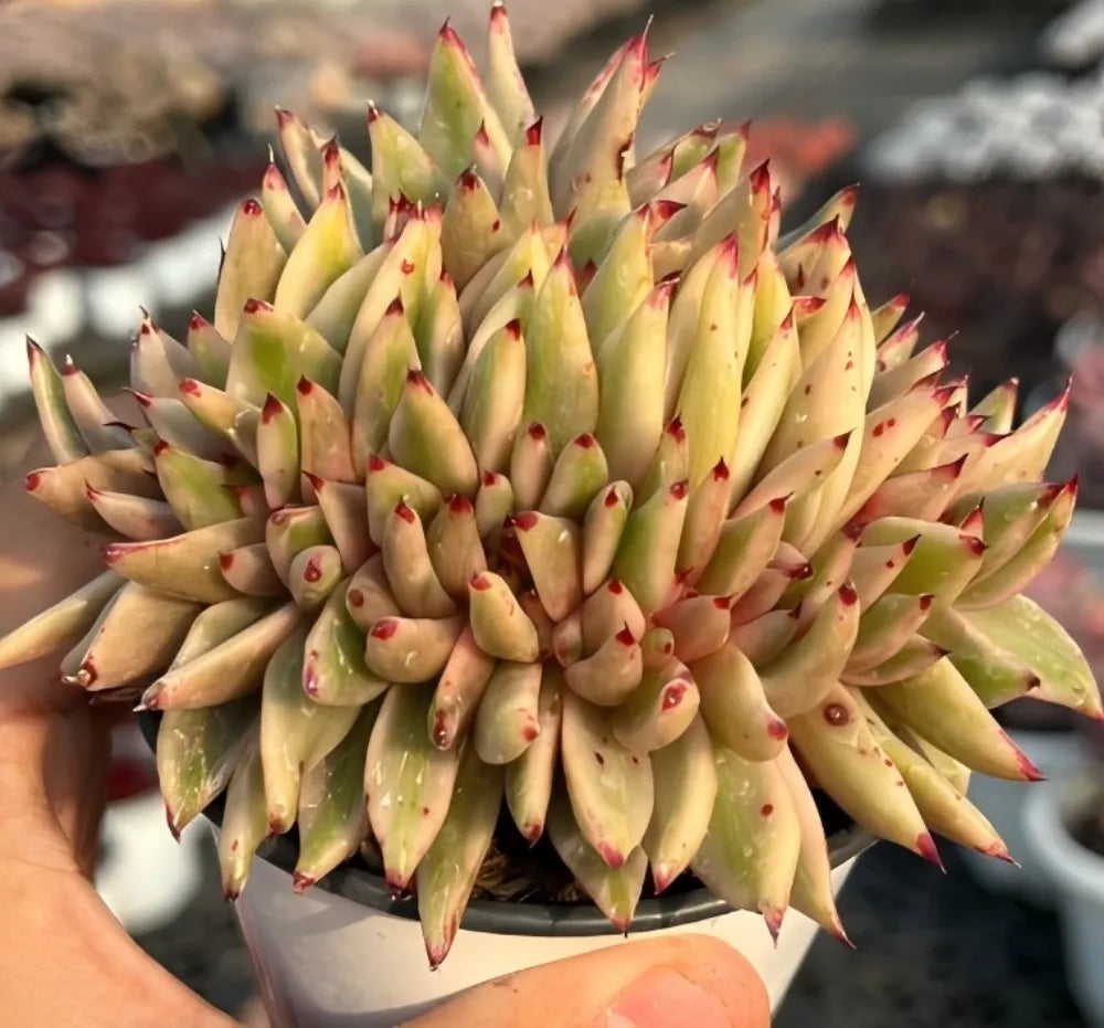 Echeveria Aike Soul Varigated Crested Soil Song