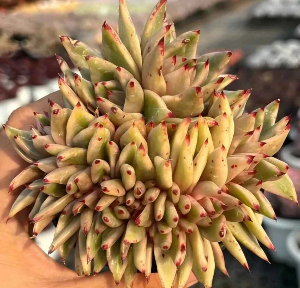 Echeveria Aike Soul Varigated Crested