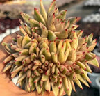 Echeveria Aike Soul Varigated Crested