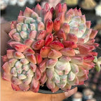 Echeveria Alba Beauty