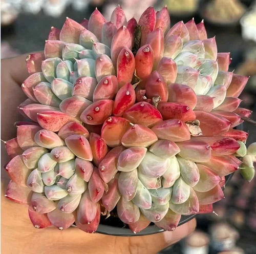 Echeveria rosette succulent with pale green leaves and pink-red tips, in pot