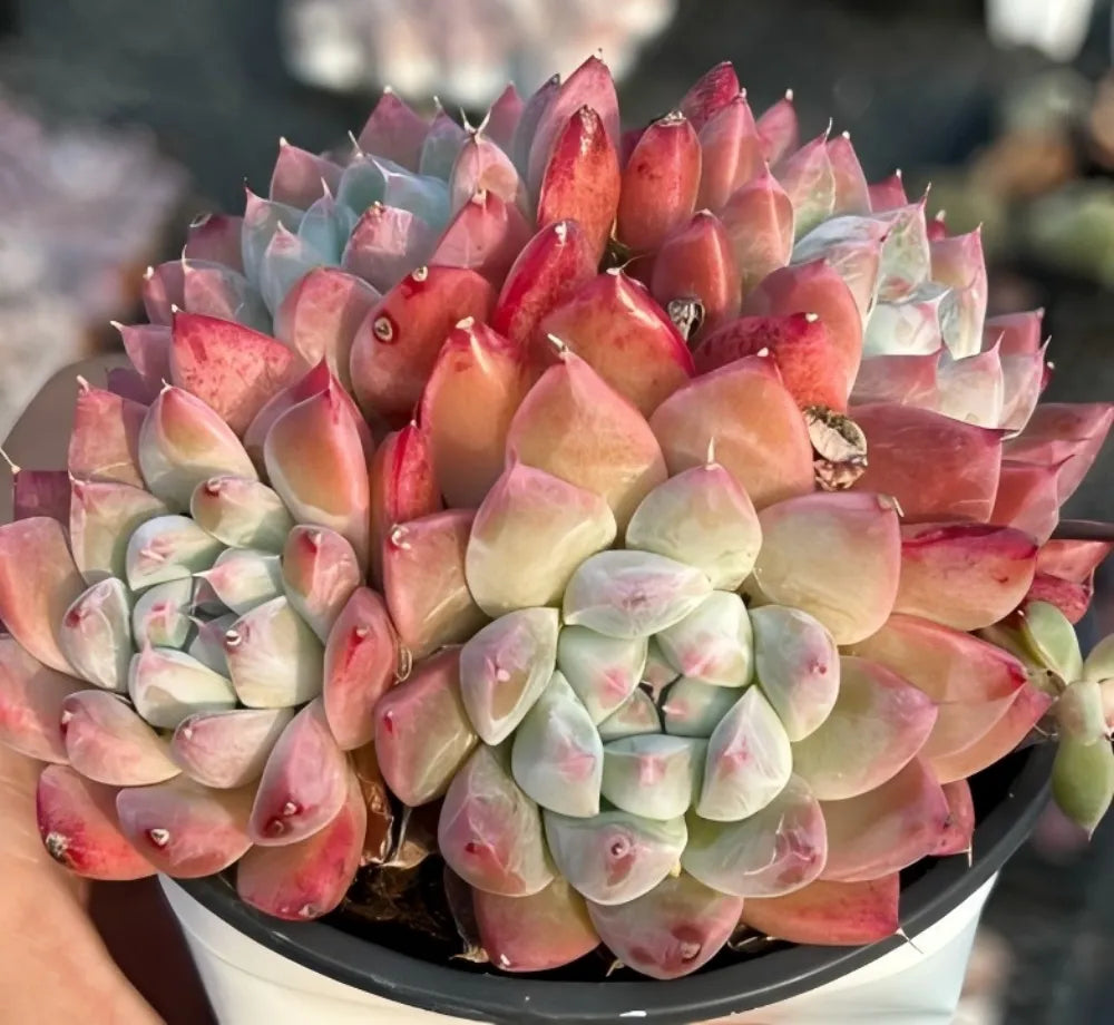 Echeveria Alba Beauty Soil Song