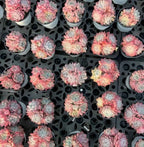 Echeveria Alba Beauty