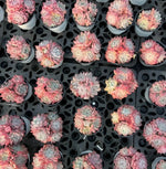 Echeveria Alba Beauty Soil Song