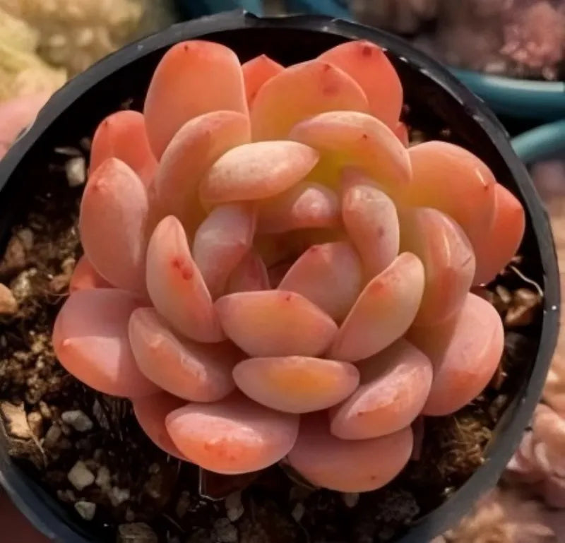 Echeveria All Star Soil Song