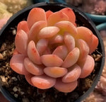 Echeveria All Star Soil Song