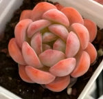 Echeveria All Star Soil Song