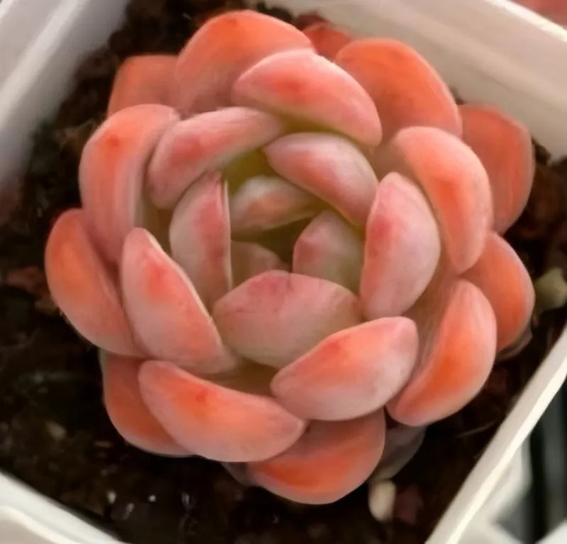 Echeveria All Star Soil Song