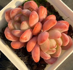 Echeveria All Star Cluster Soil Song