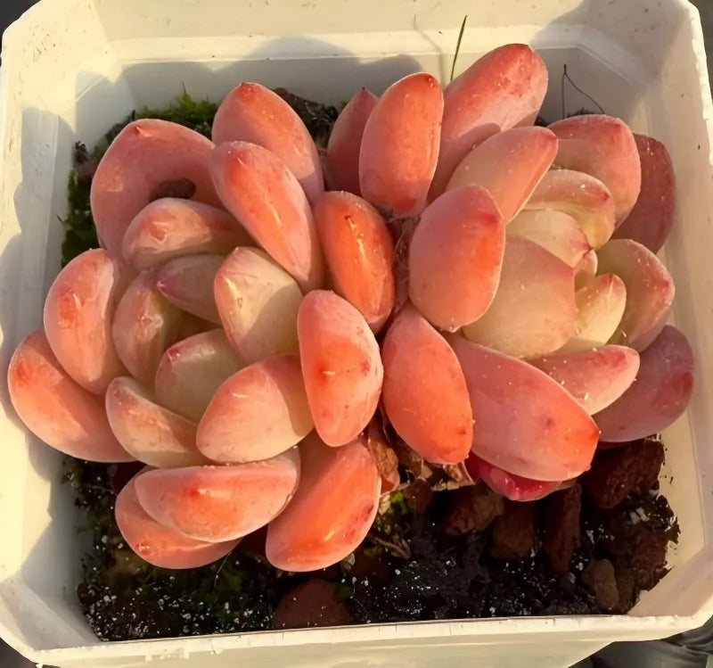 Echeveria All Star Cluster Soil Song