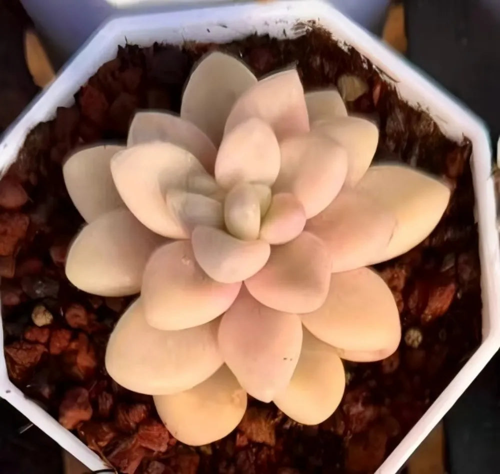 Echeveria Allen Variegata Soil Song