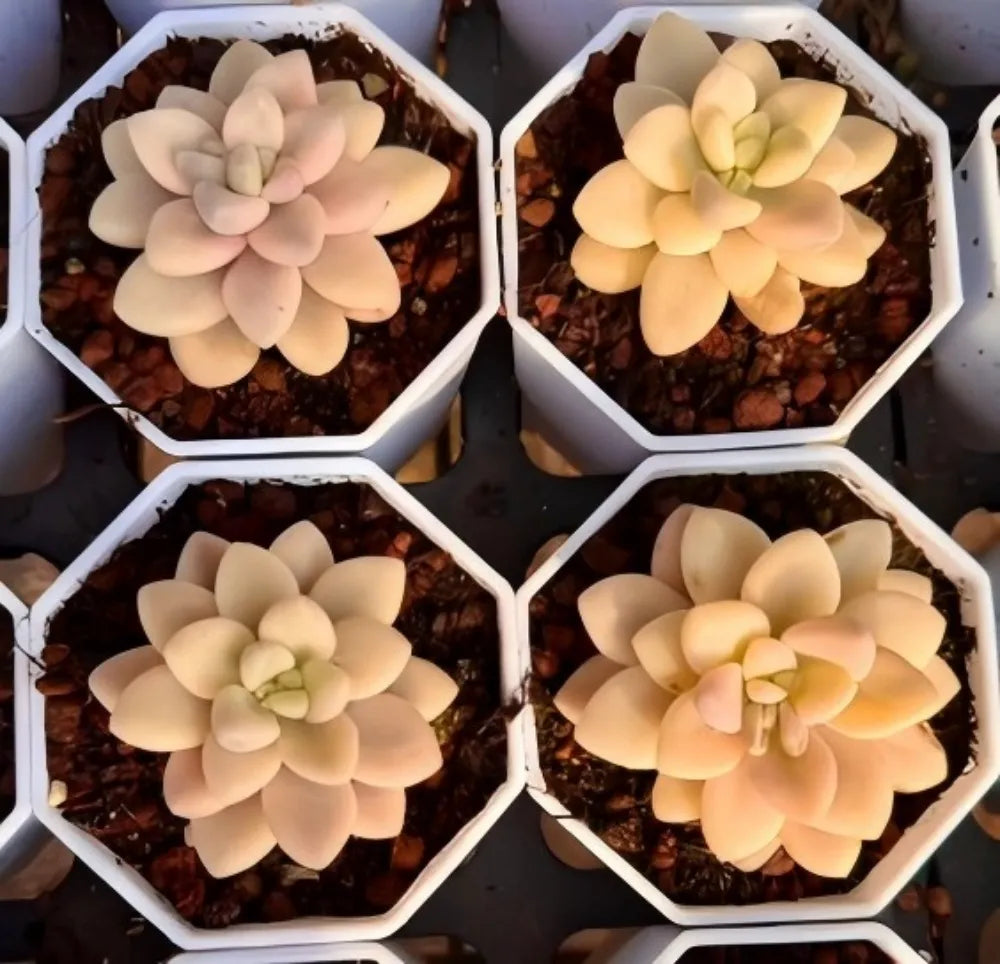 Echeveria Allen Variegata Soil Song