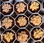 Echeveria Allen Variegata Soil Song
