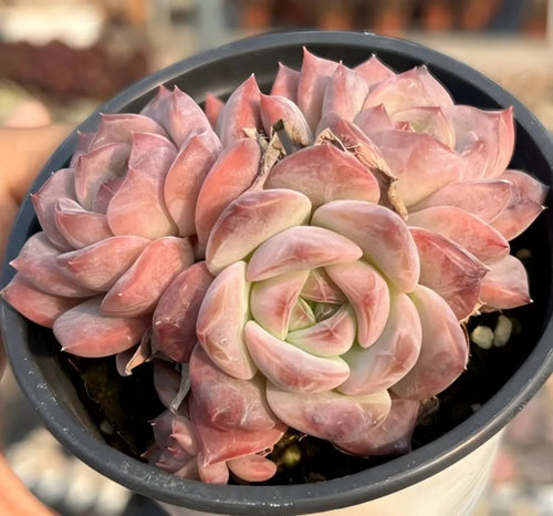 Echeveria rosette cluster with pink and pale green center, in round pot