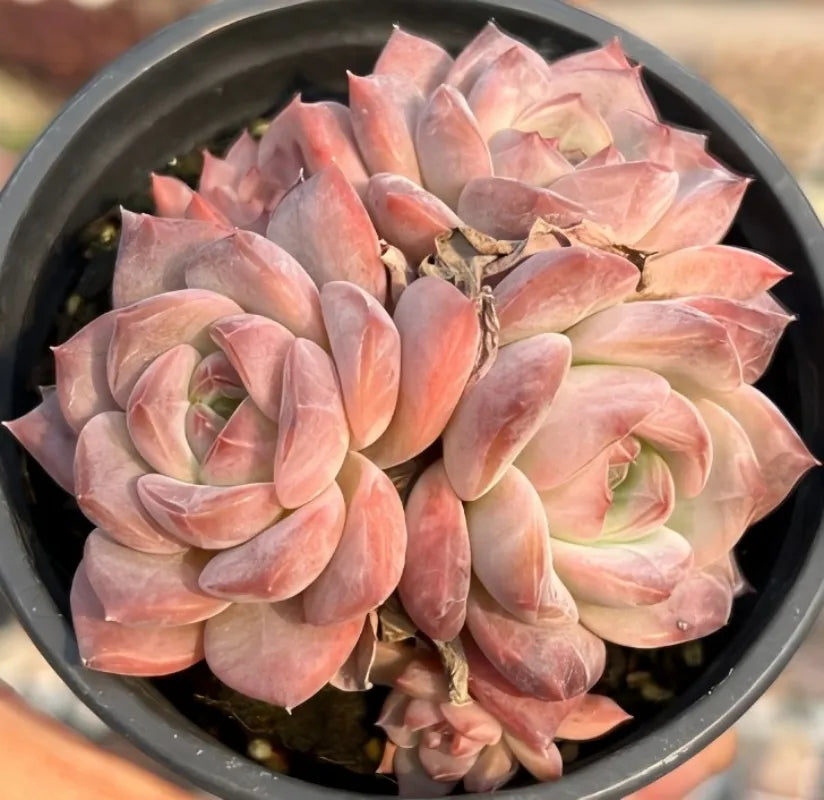 Echeveria Ariel Cluster Soil Song