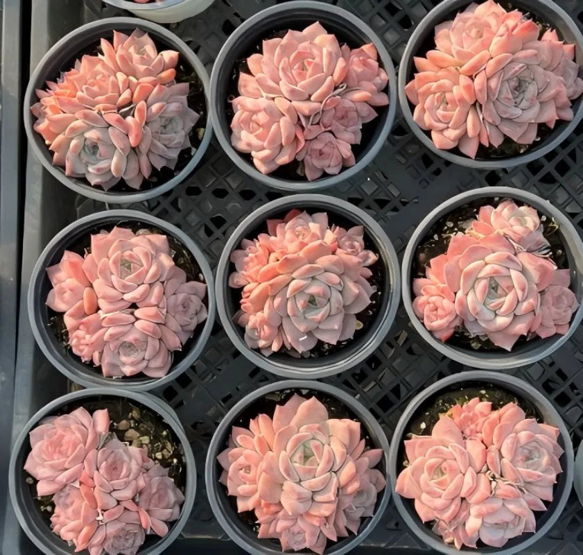 Echeveria Ariel Cluster Soil Song