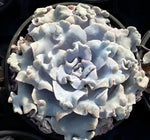 Echeveria Ballerina Soil Song