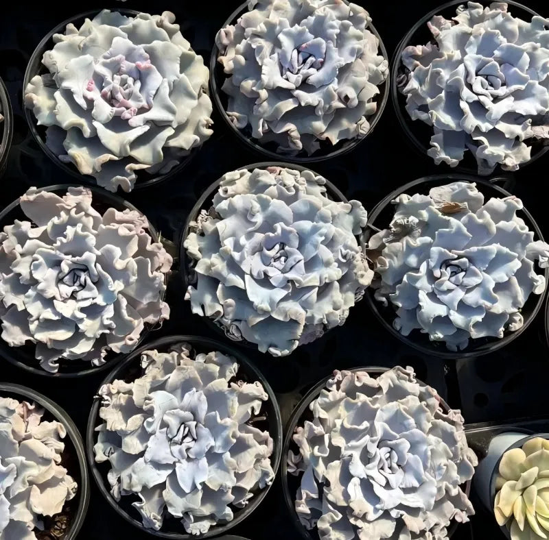 Echeveria Ballerina Soil Song