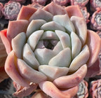Echeveria Barbie Doll Soil Song