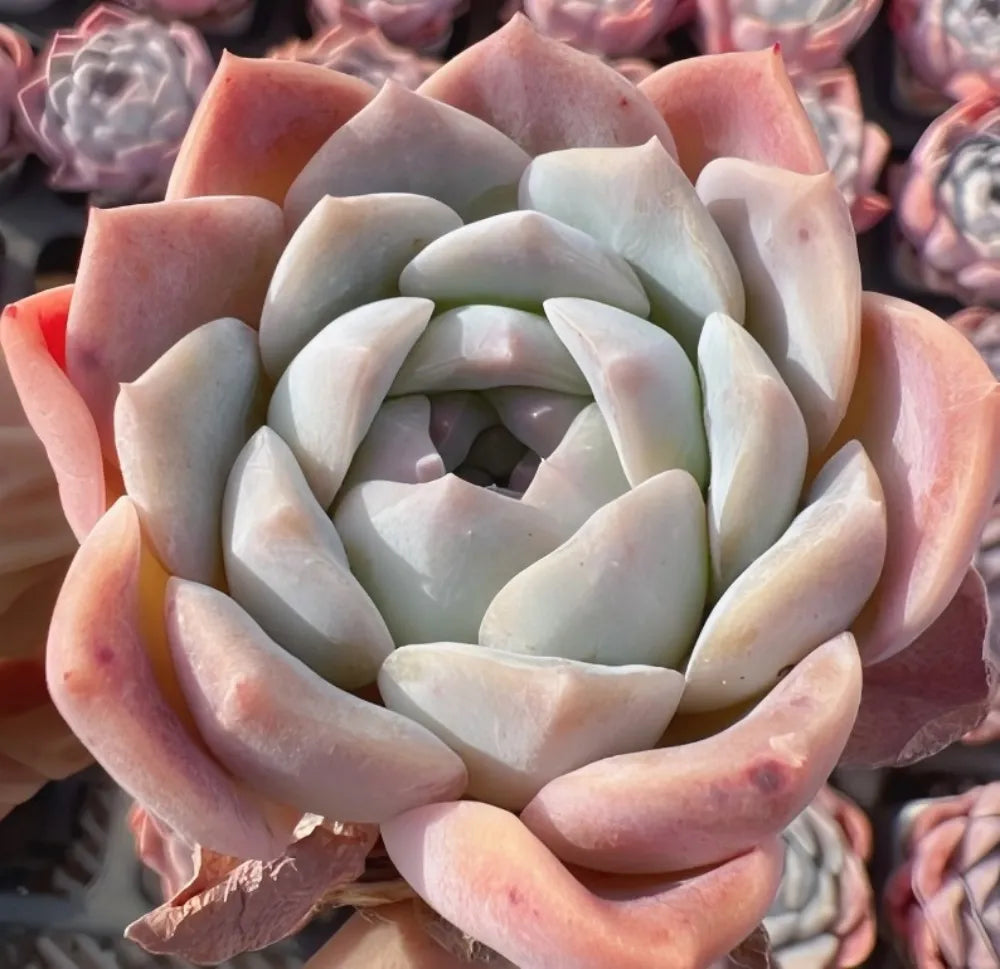 Echeveria Barbie Doll Soil Song