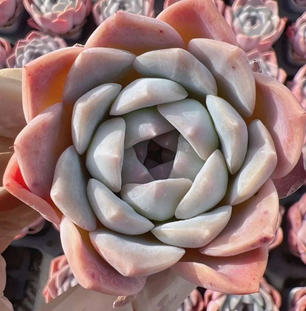 Echeveria Barbie Doll Soil Song